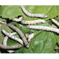 SILKWORM EGGS Bombyx mori 20 EGGS White variety SILKWORM EGGS Bombyx mori 20 EGGS White variety